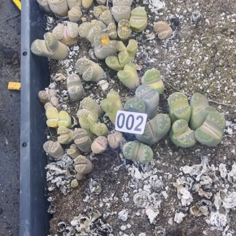 002大牙脱土一物一图如图