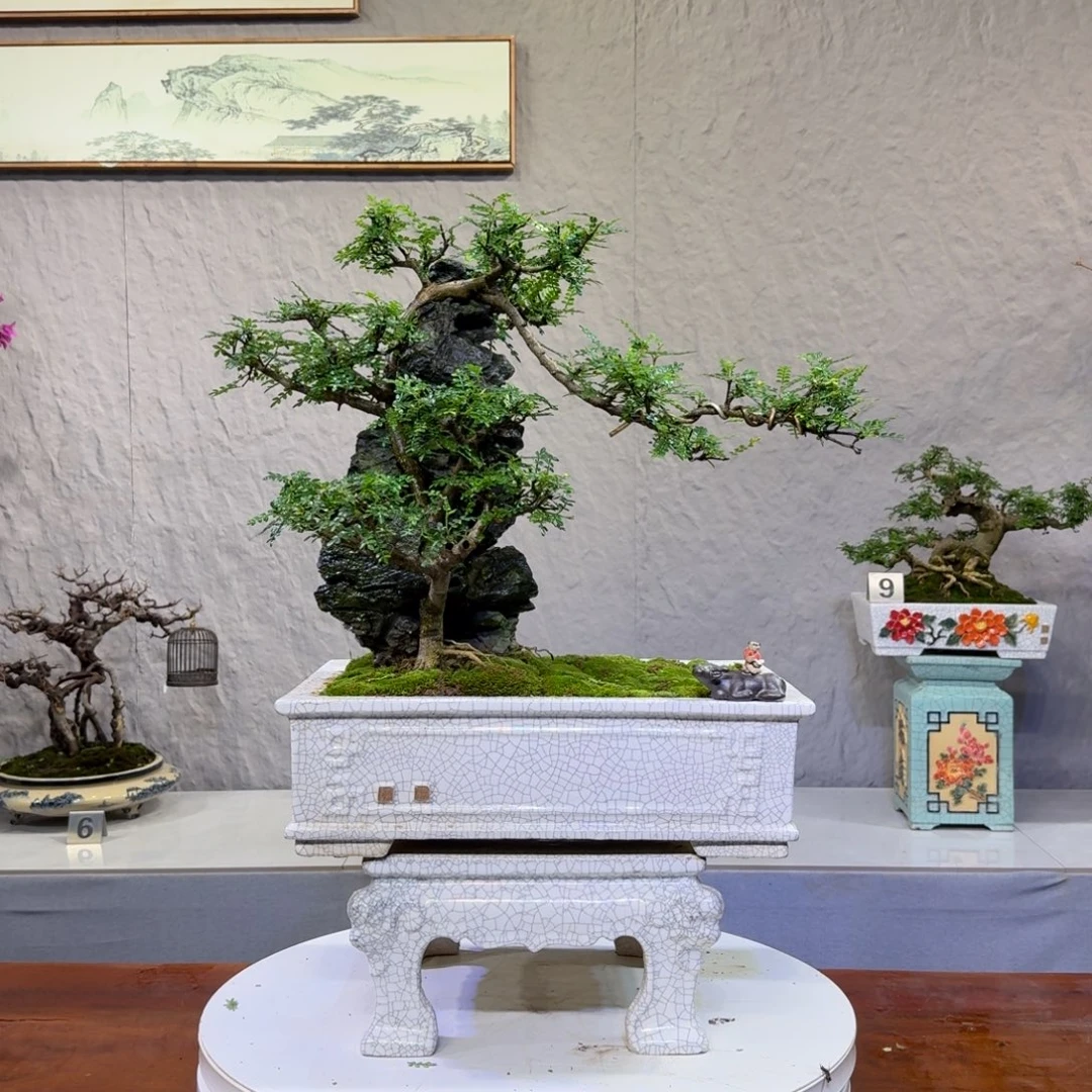 在***星无花朵胡椒木盆景1000