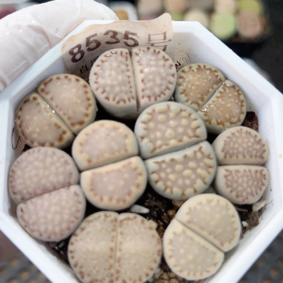 8535 好养易活生石花大母本6.5cm盆