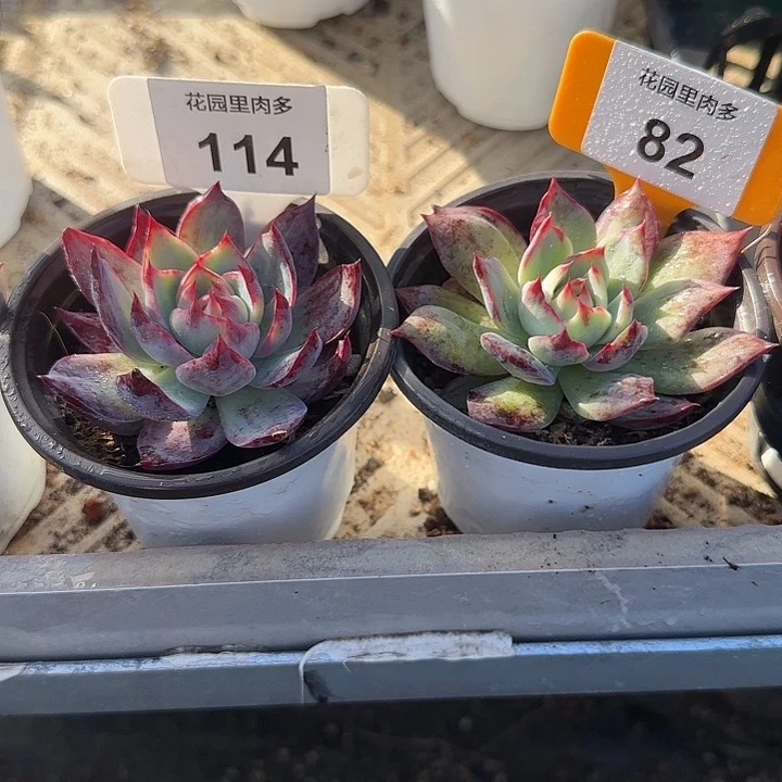 夜***张114、82 惊鸿仙子多肉植物