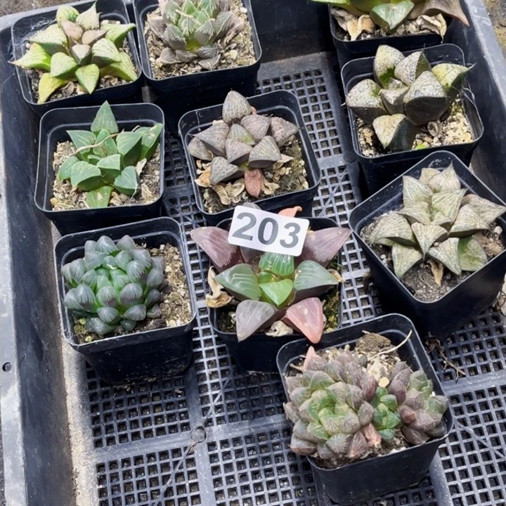 203寿一物一图如图带盆