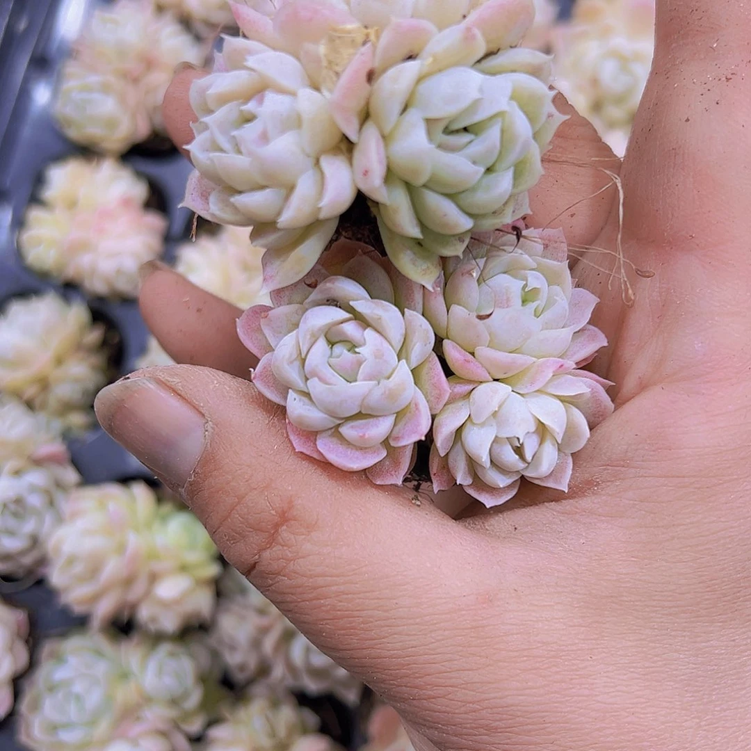 白月影群3个19包邮