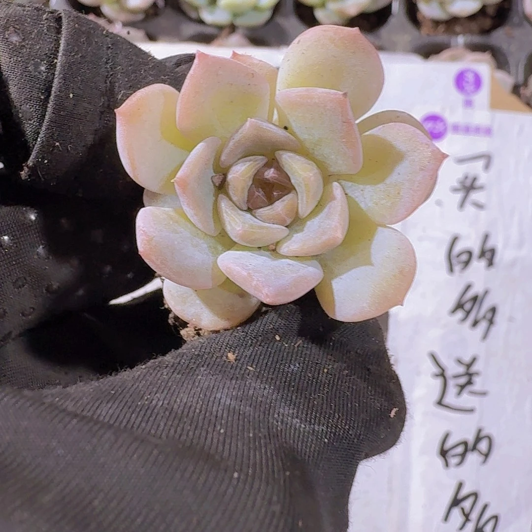 精品冰心两颗一组