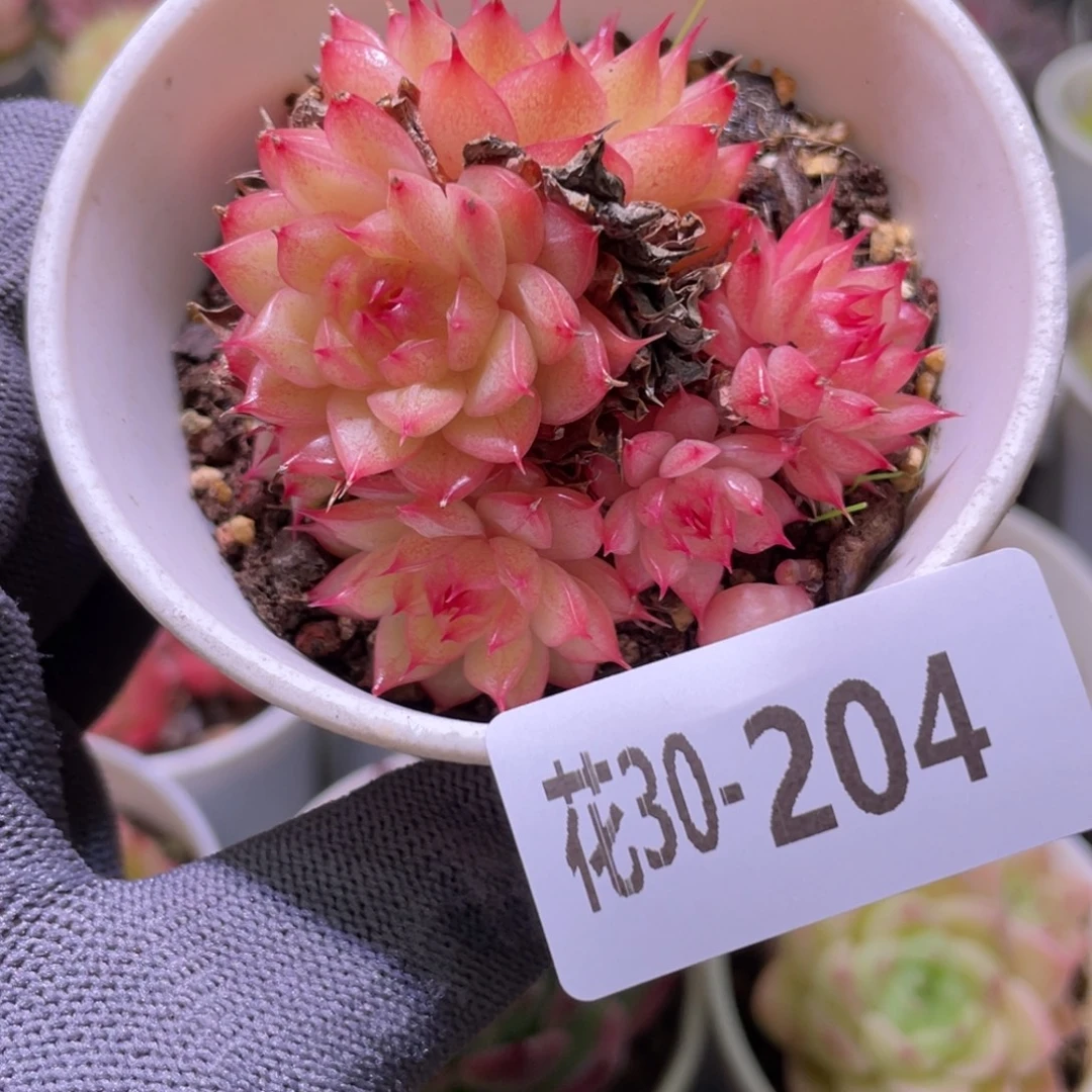 花利美30-204海王