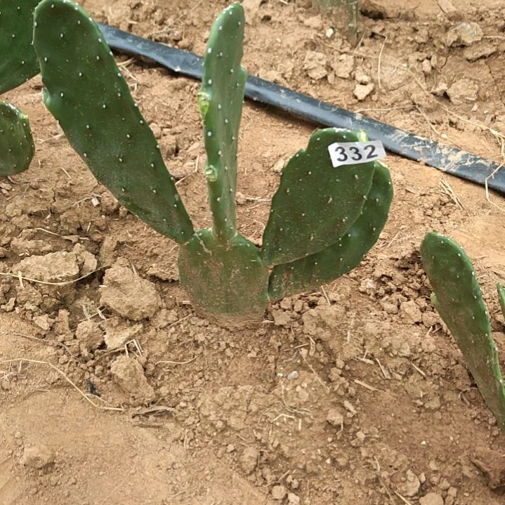 云***福袋姻脂掌1个332