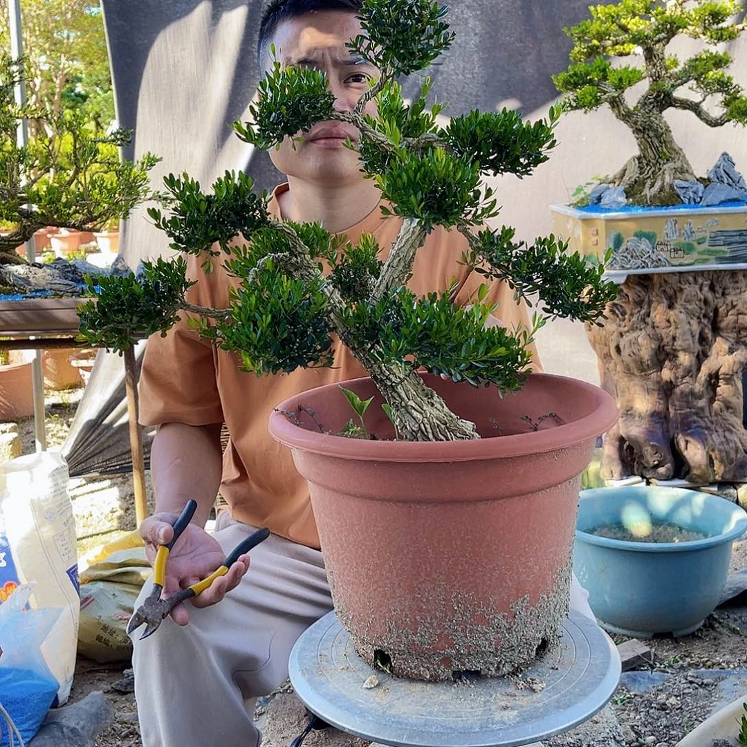小***！当前无花栽培后可以开花