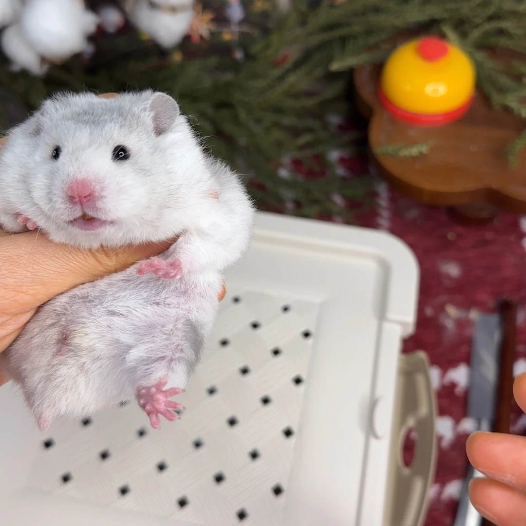 短毛卷毛蓝波妹妹11.8