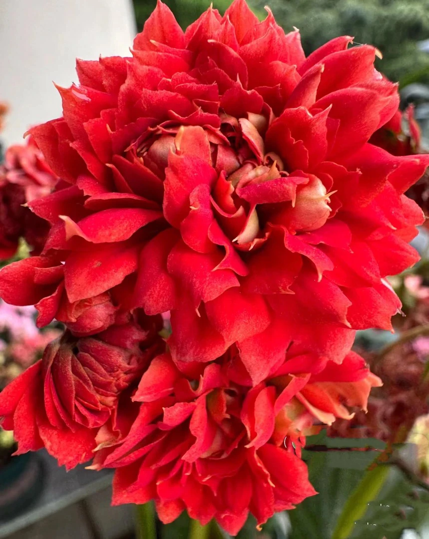 （武神）110盆稀有大花长寿 一代种苗基地直发