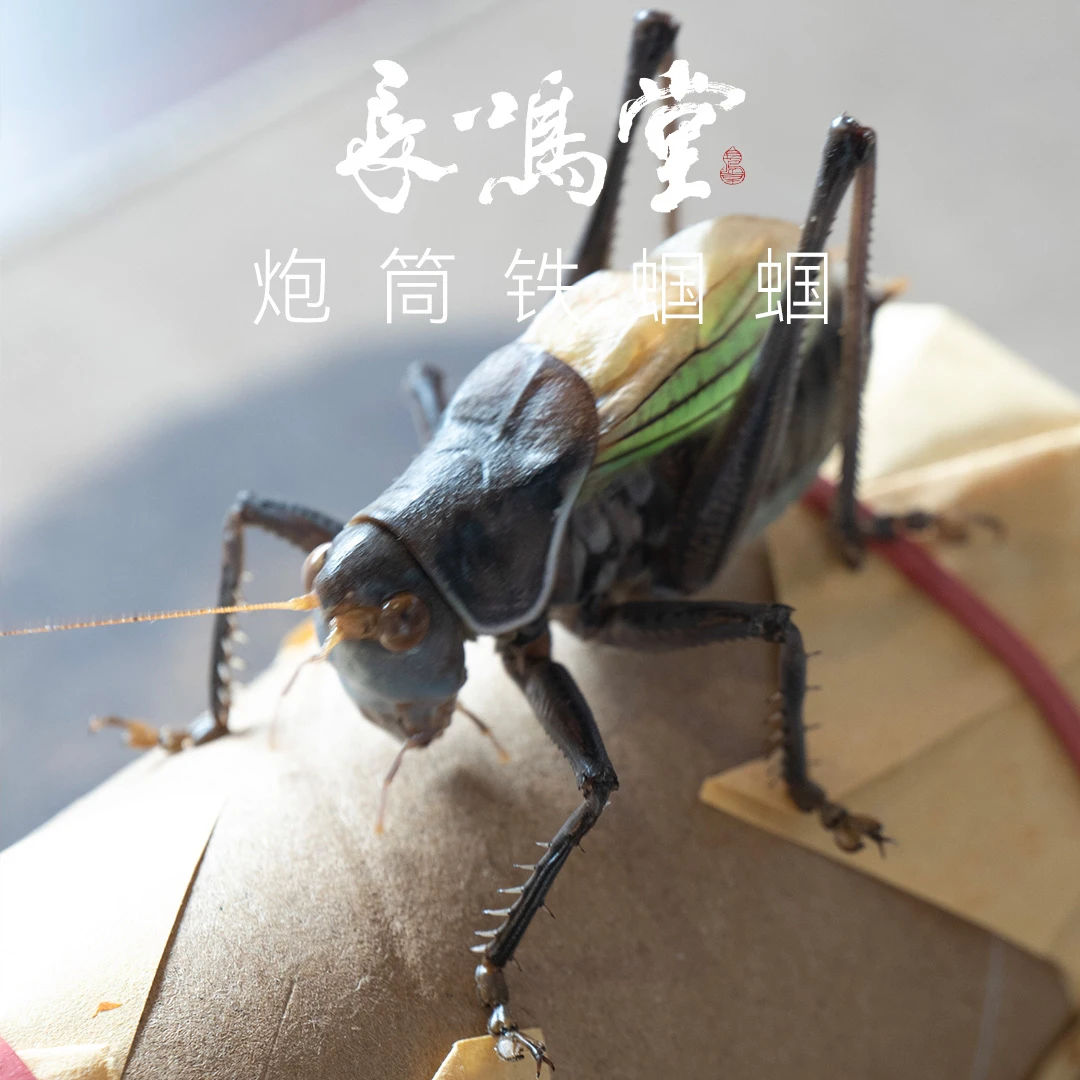 新脱分房炮筒铁蝈蝈