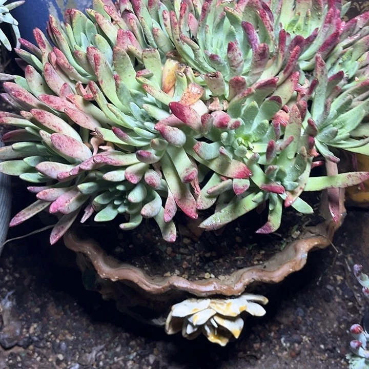 虫*哥仙女杯多肉植物盆栽