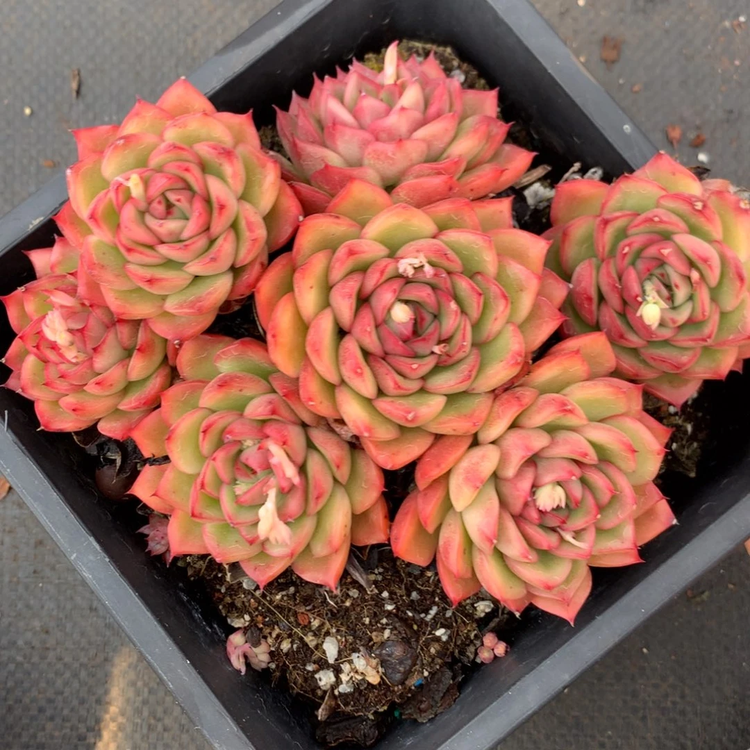 8822杂交多肉老桩