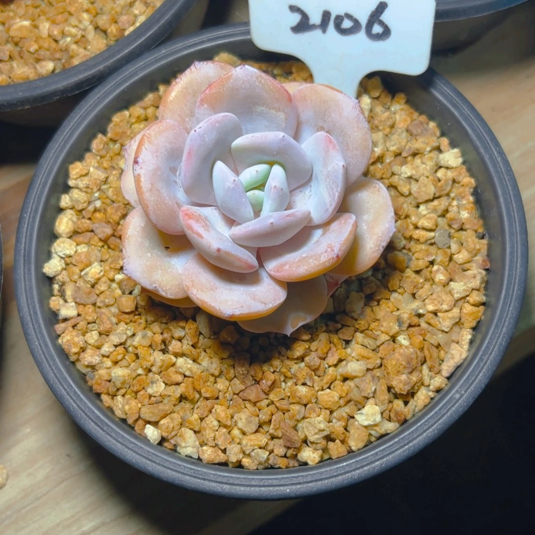 海*?奶茶2106号一物一拍