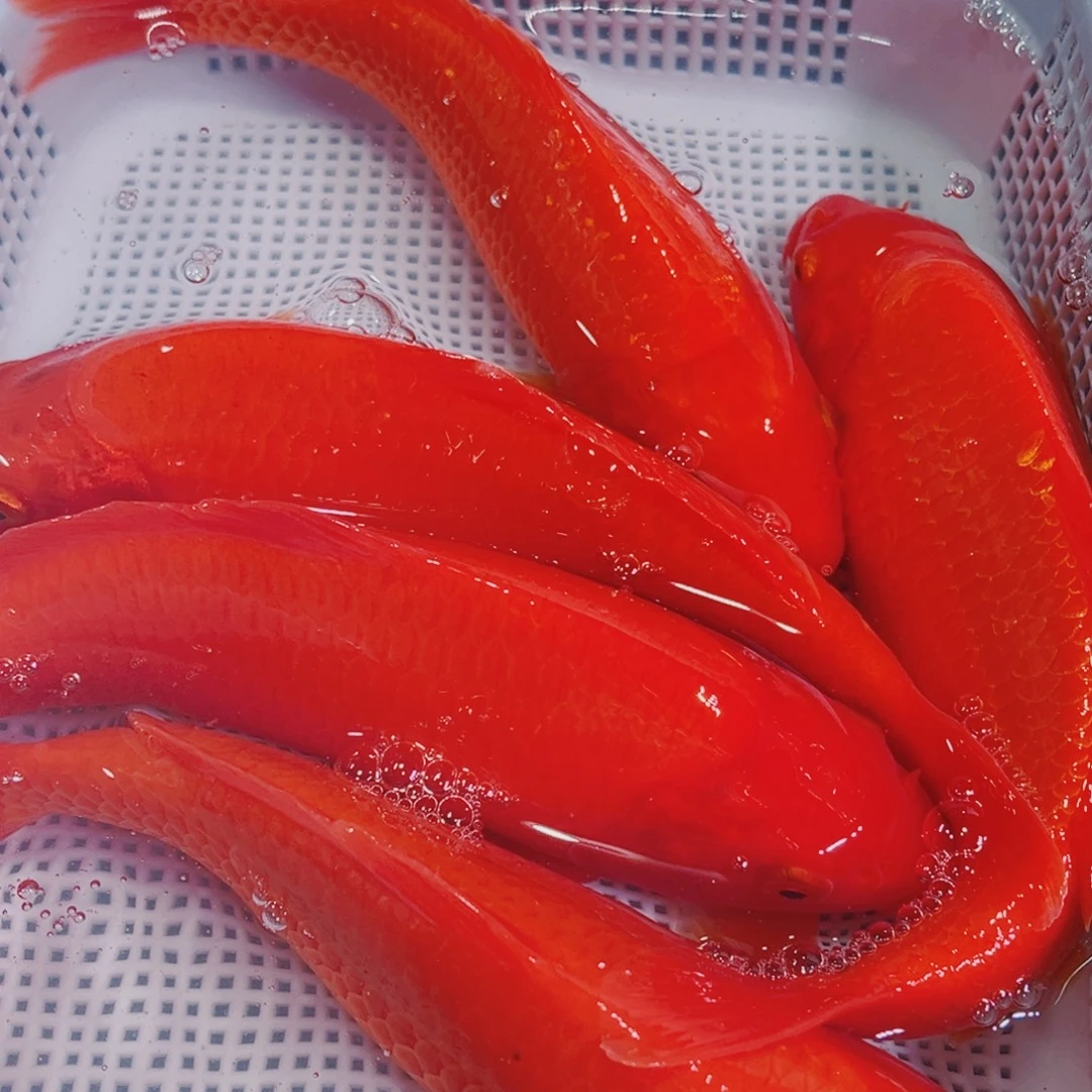 锦鲤锦鲤冷水鱼观赏