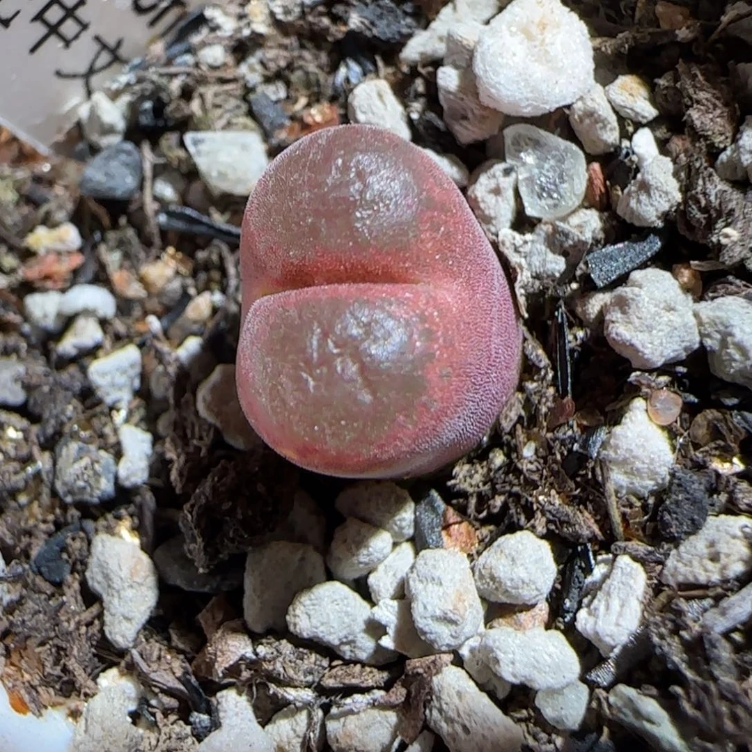 肉锥多肉植物组合-6km风铃1506