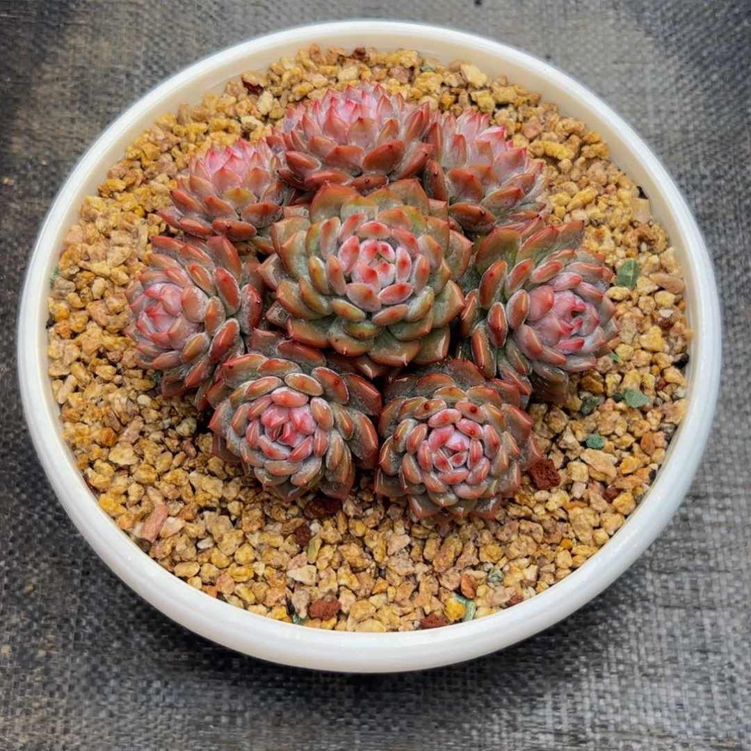 好***1星星橙的多肉植物