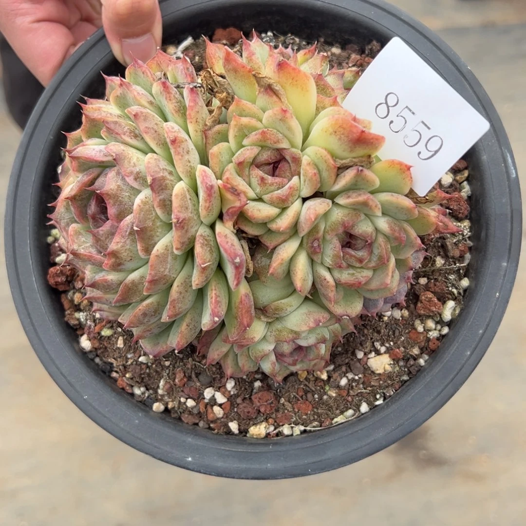 敏8559多肉多多多多多