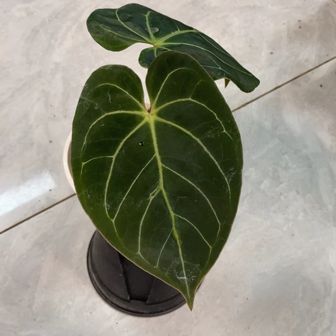 不开花植物25 Kos杂（活动两颗包邮 不售后）