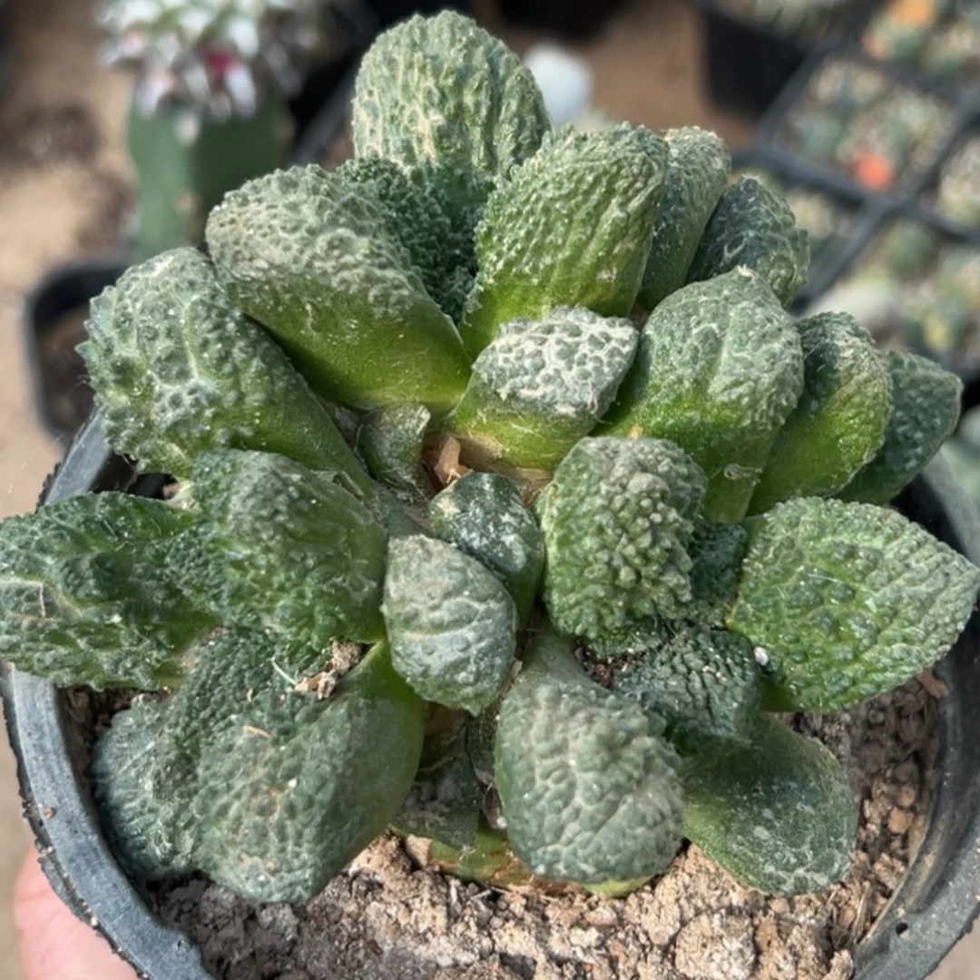 无花朵福利大尤哥斯拉牡丹群996