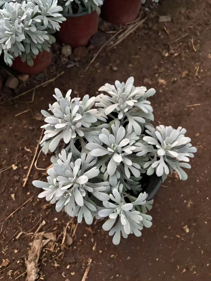 【无花苞】[雪艾芙蓉菊]菊花苗好养护简单耐寒耐旱