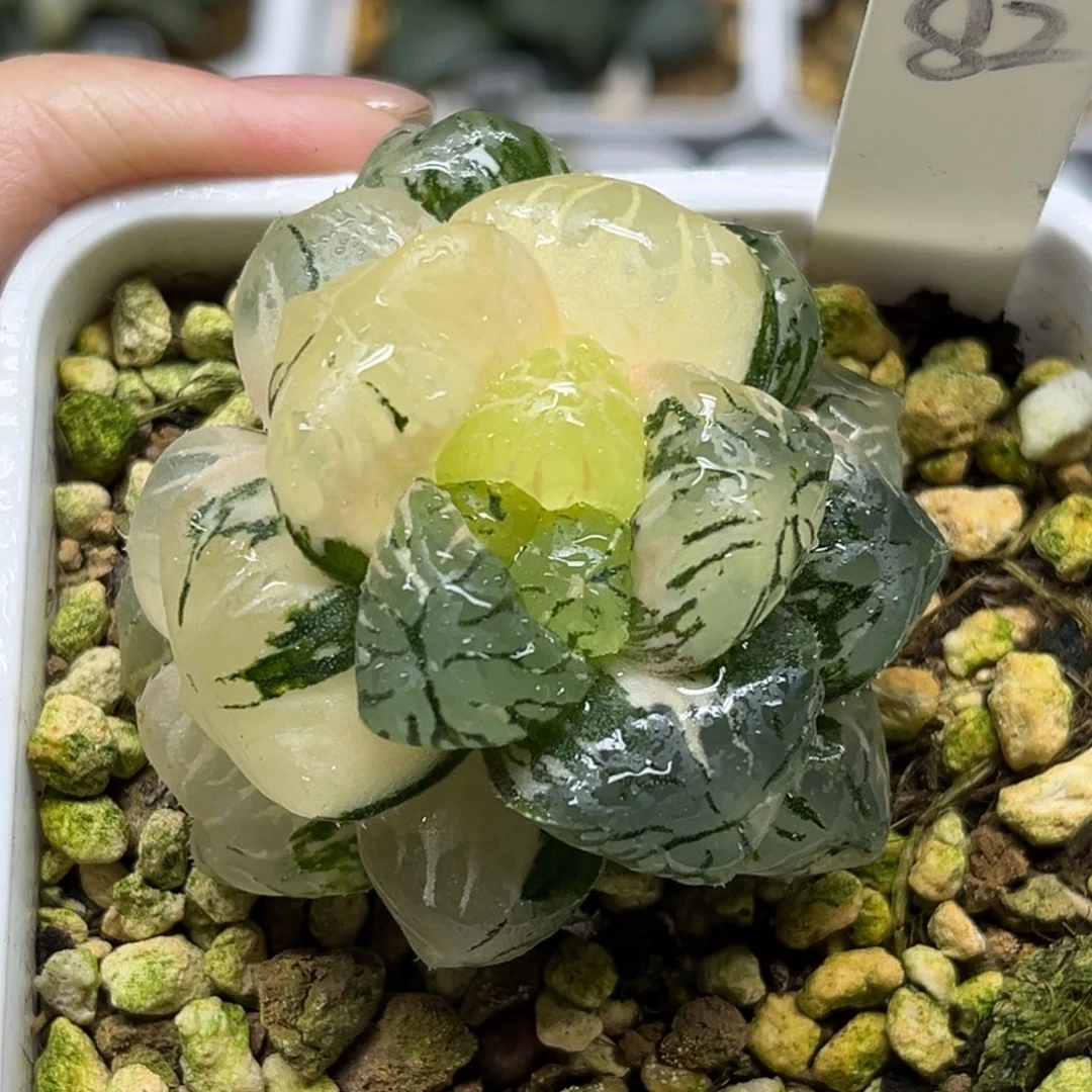 82巨大化关东大紫玉露锦