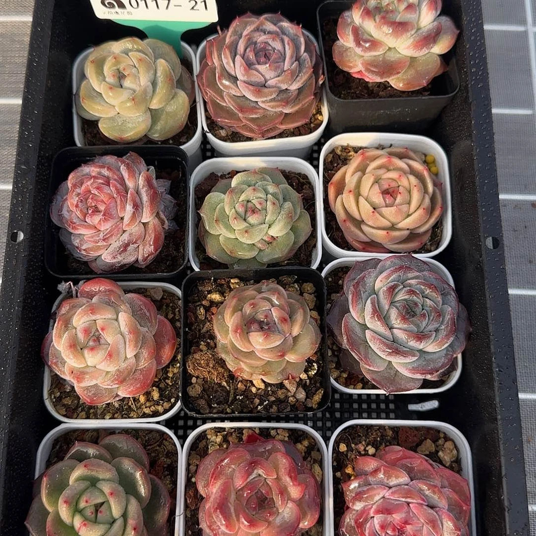 从前慢花园精选0117-21