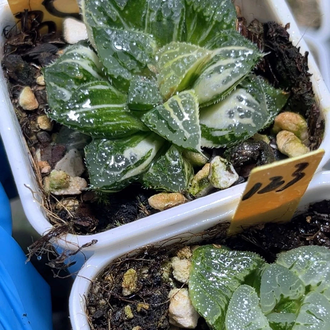 三***戟恭喜发财大吉大利35.123