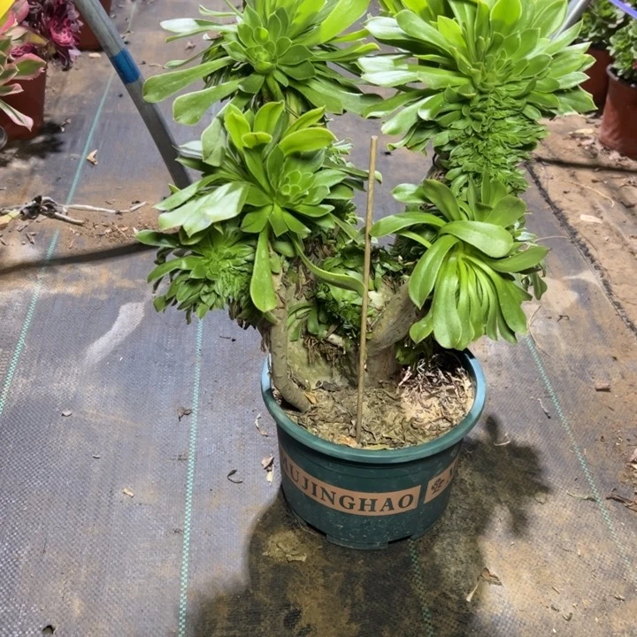 54原始绿多肉多肉多肉