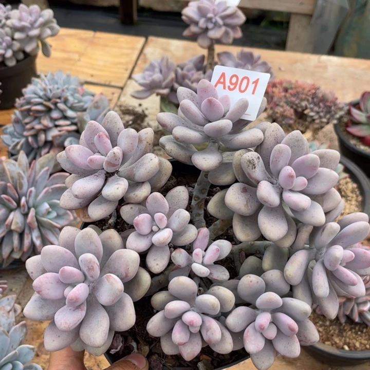 哈哈哈哈哈哈哈哈哈哈哈901