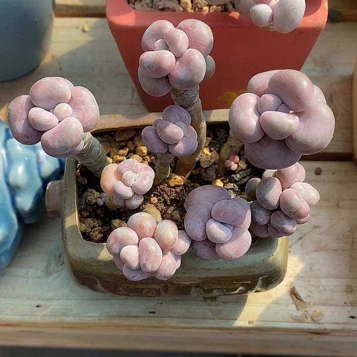 嗯就是聚龙家居饰品