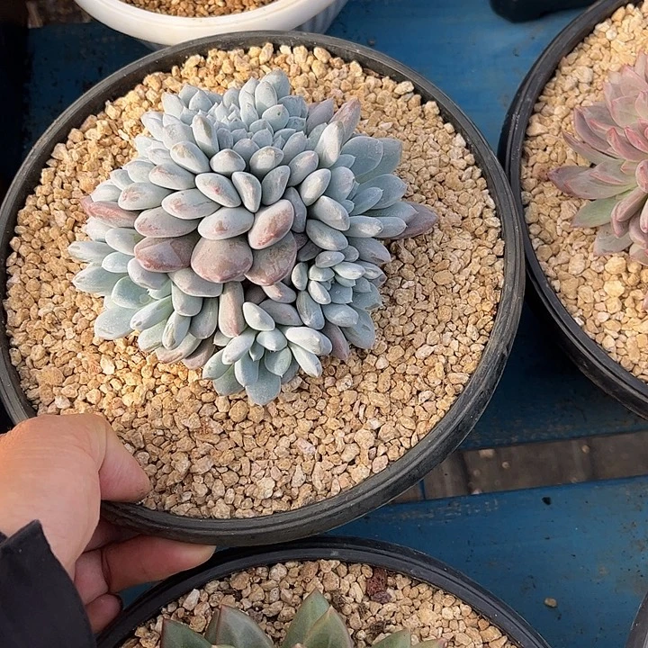 多肉植物一物一拍