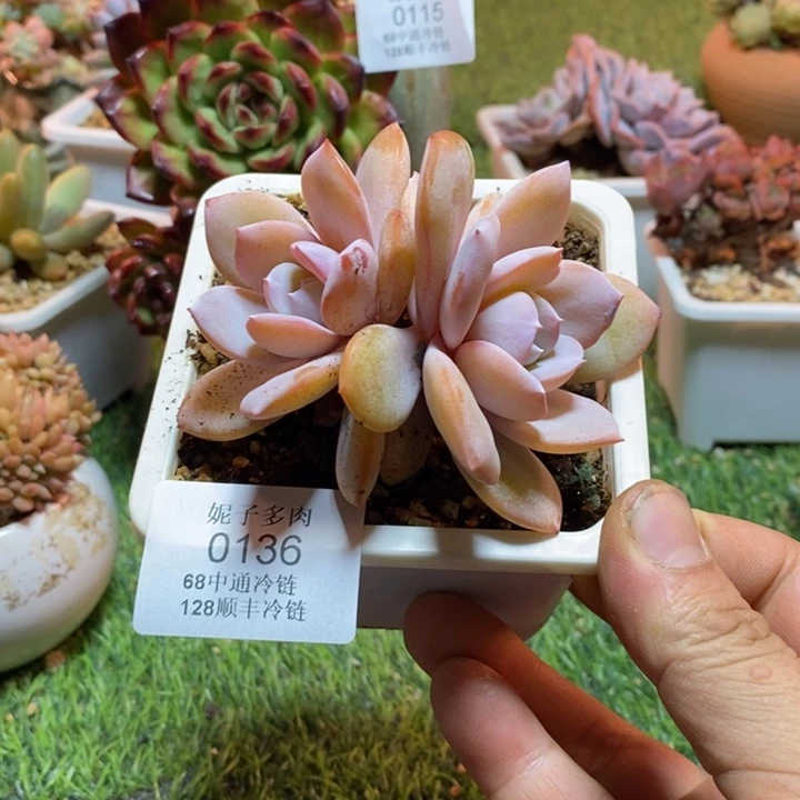 0136啊啊啊啊啊啊啊啊啊啊
