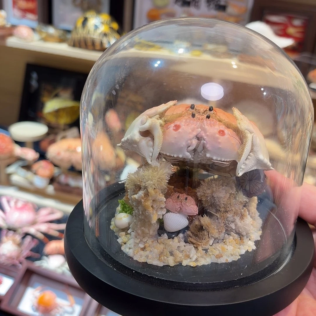 真实逍遥蟹一家三口标本