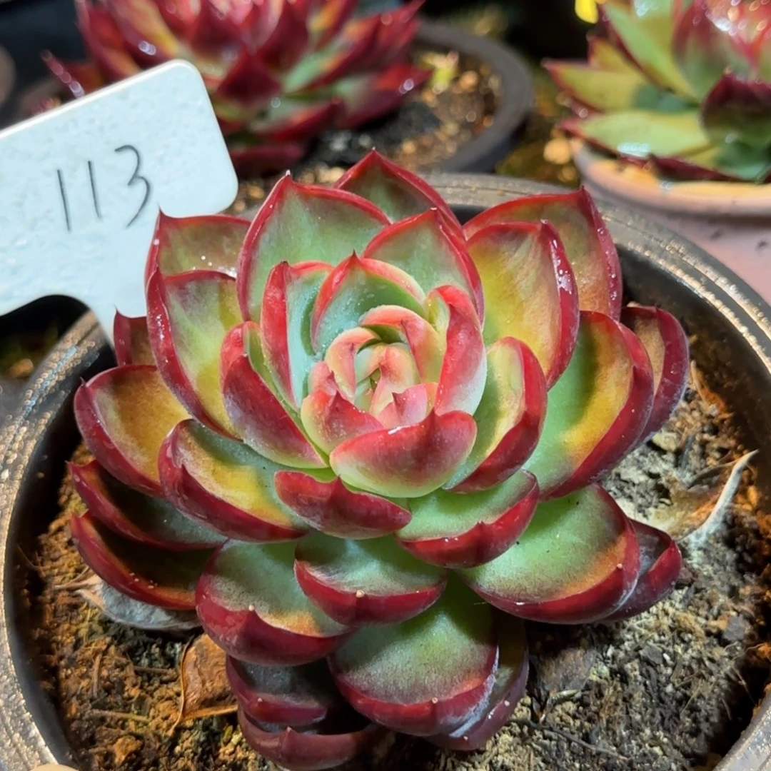 惊鸿一物一拍包装收缩花旱113