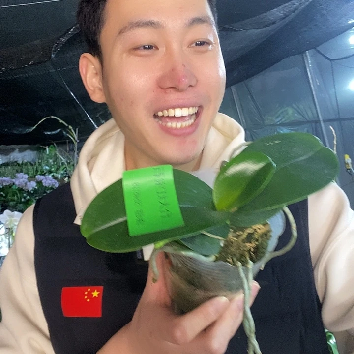 无花朵台大红宝石