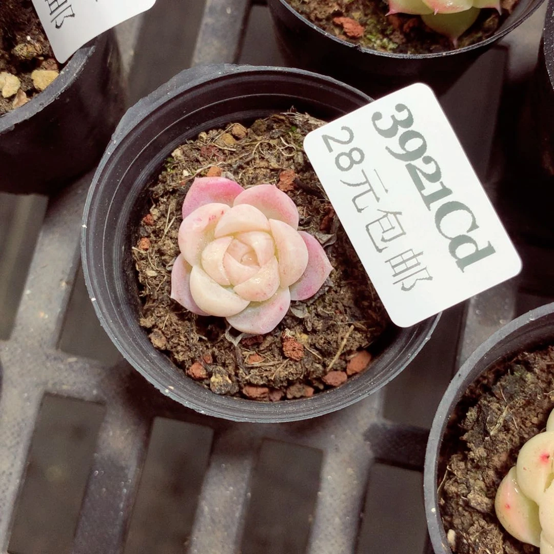 5厘米盆精控多肉3921