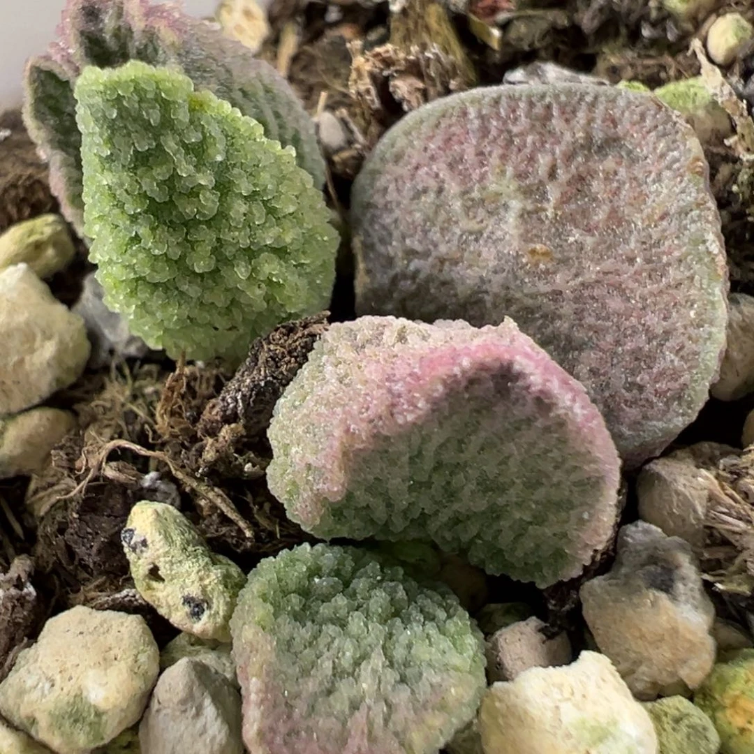 w冰晶颗粒款实生新品