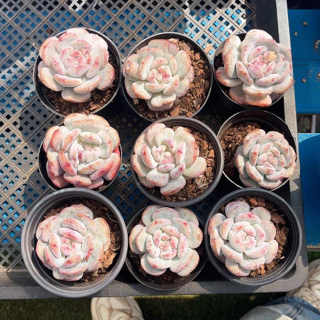 星影石化锦多肉植物