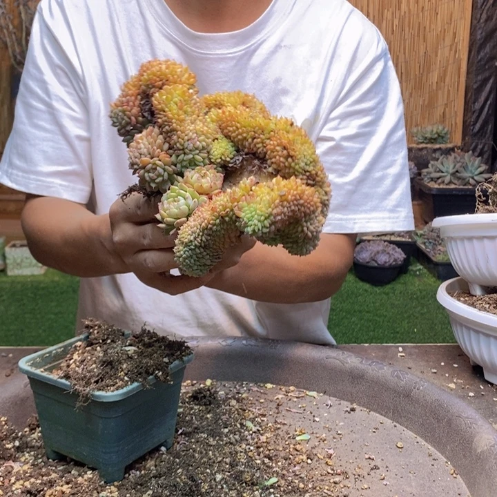 小***画42号白胖子多肉植物