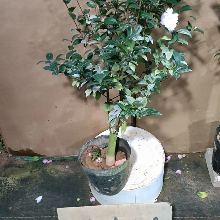 542英八，原盆原土发货，不包邮