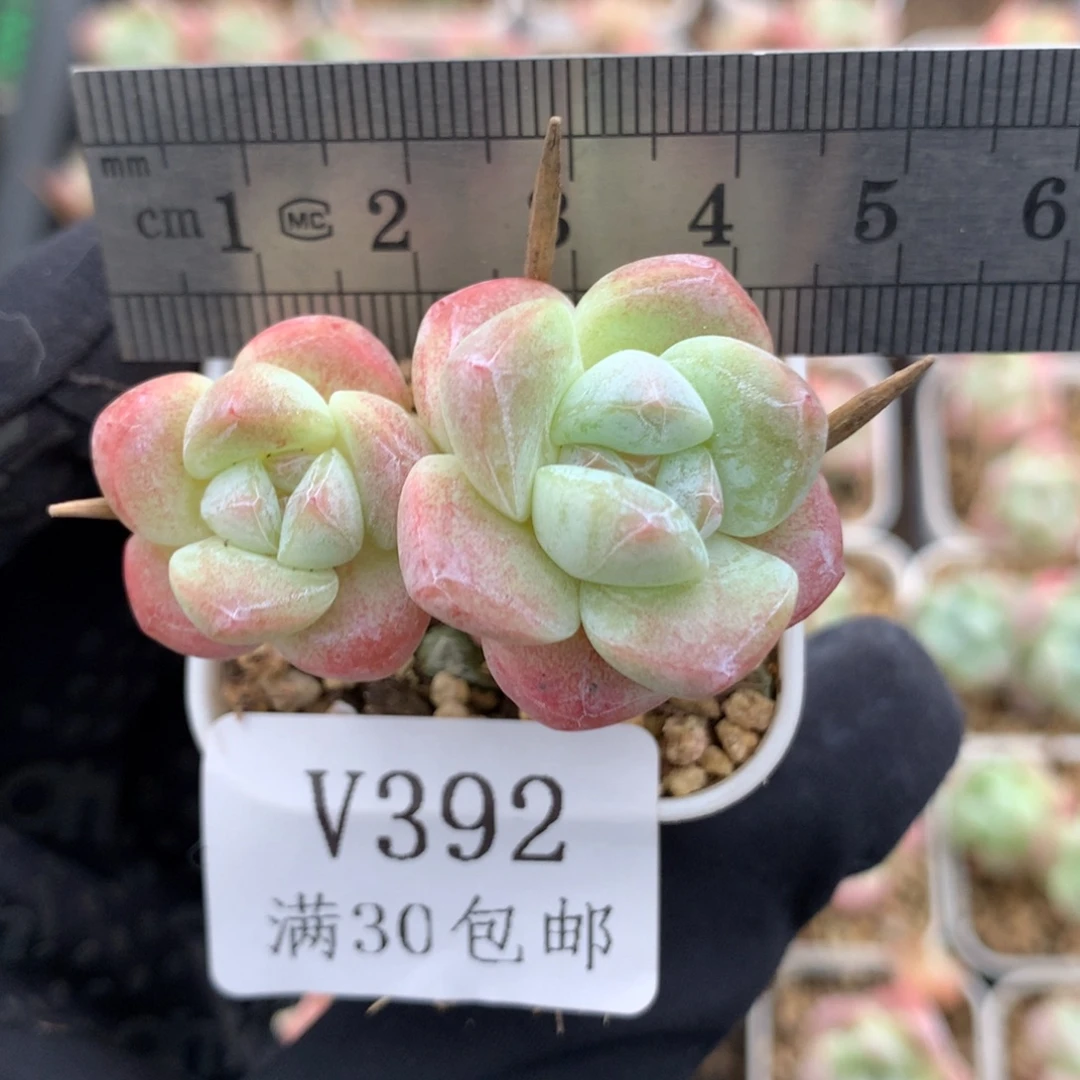 392。小脸糖心冰长腿冰玉。