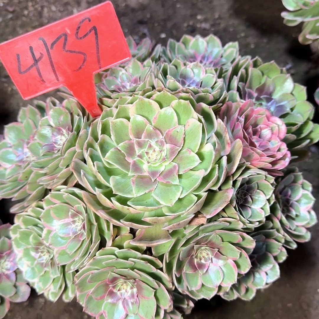 4139粉花妖多肉法师