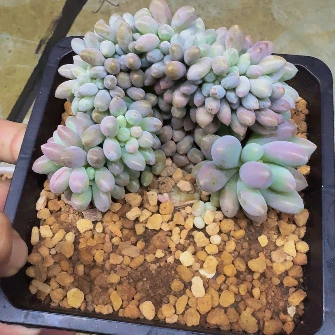 汤圆 缀化 一物一拍