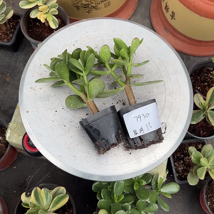 晨***琦当前无花栽培后可以开花