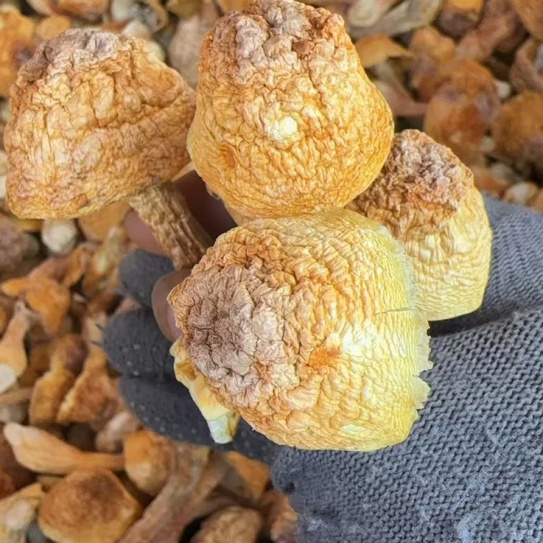 完整菇帽此链接[巴西菇]姬松茸菇帽菇脚云南特产炖汤松茸菇500g