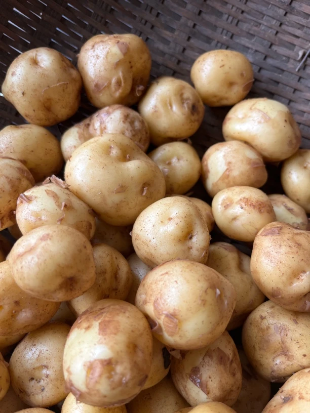 本地小土豆新鲜现挖农家自种