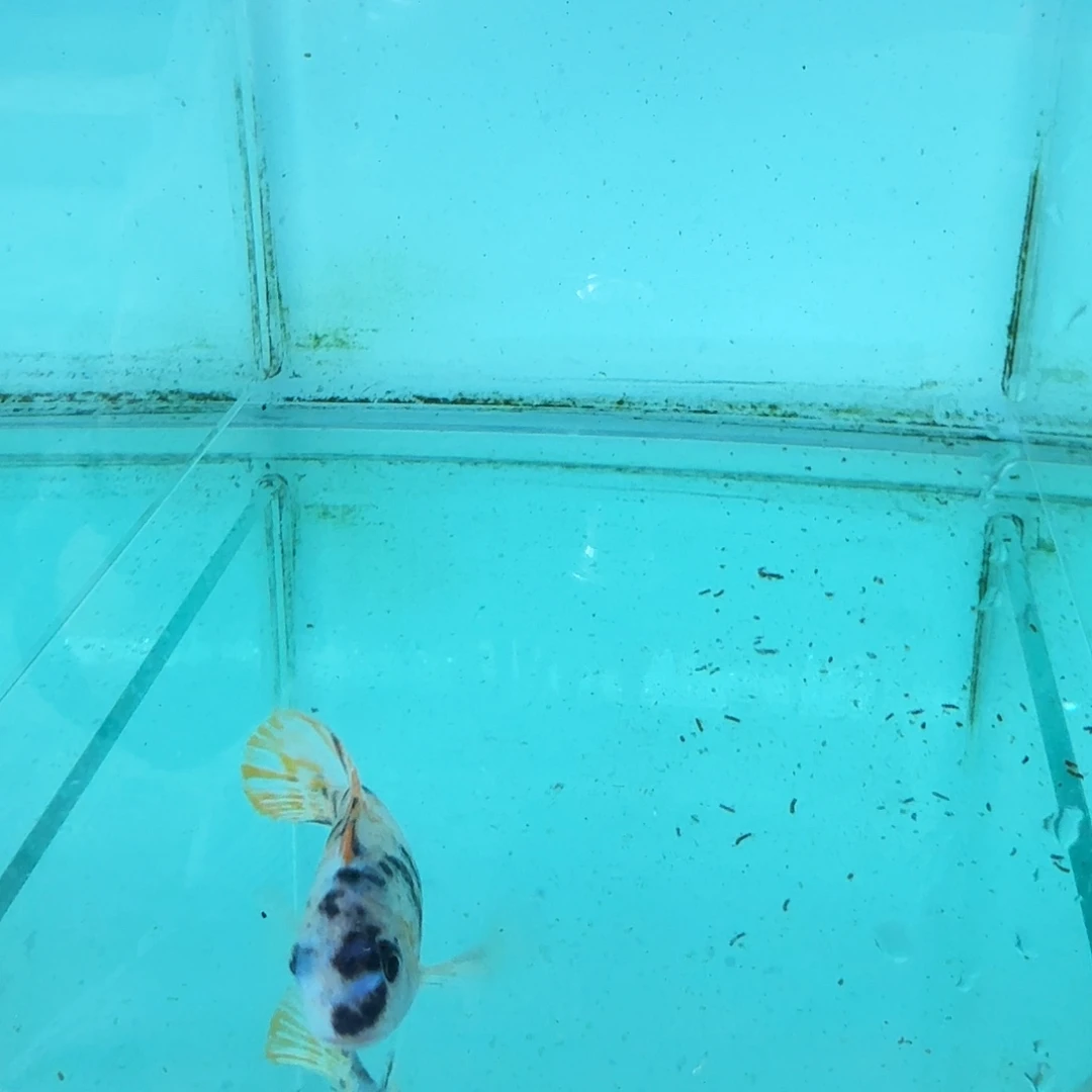 慈鲷ob松比西1087。