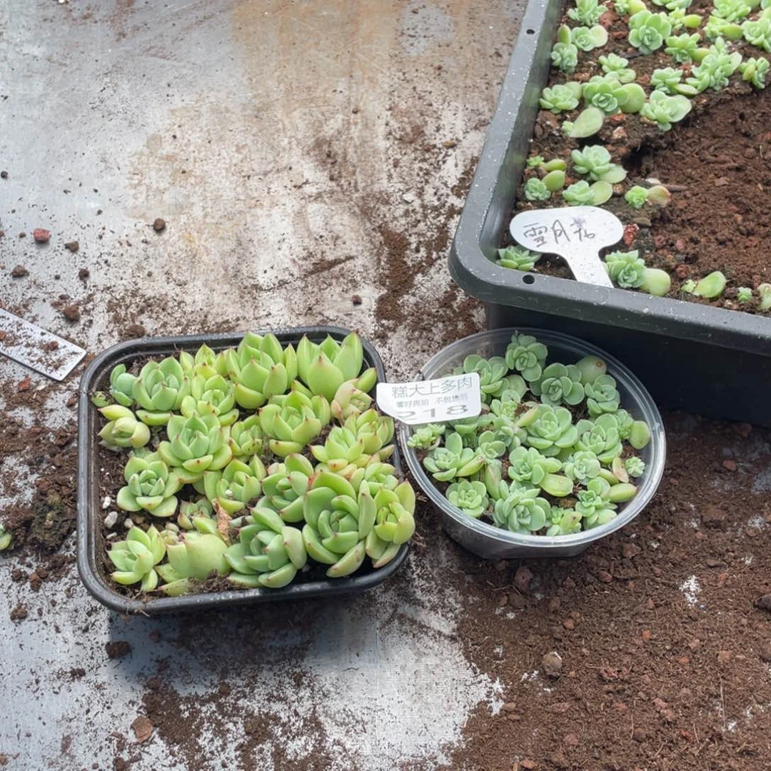 哈***e糕大上多肉植物218