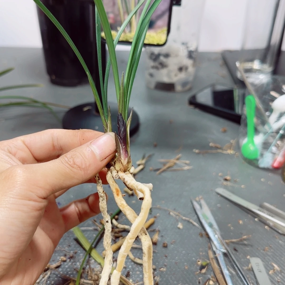 当前无花栽培后可以开花春兰楼山红2苗草