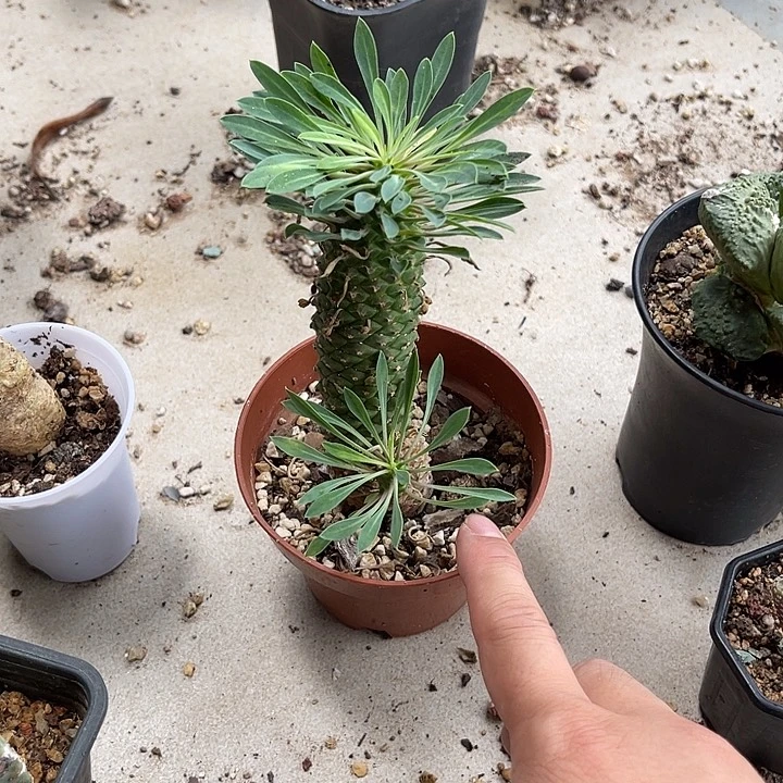 无花朵铁甲麒麟一物一拍