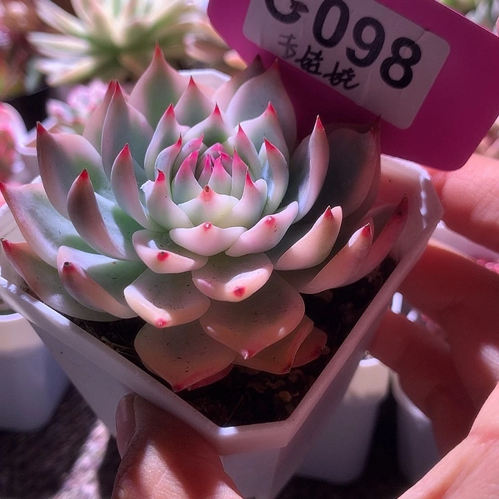 吉娃娃覆轮锦有根